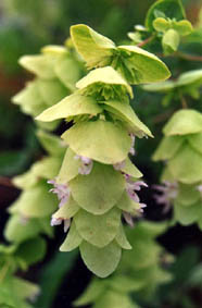 Origanum acutidens